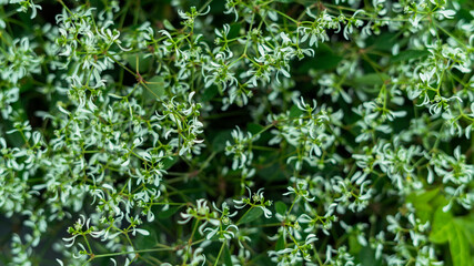 Abstract green leaves background