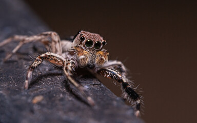 Spider on the tree bark