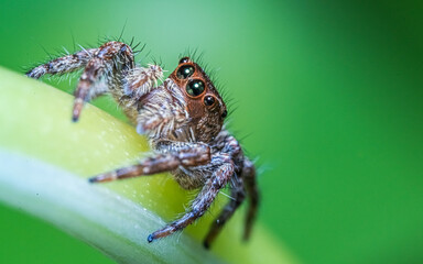 Spider On Leaf