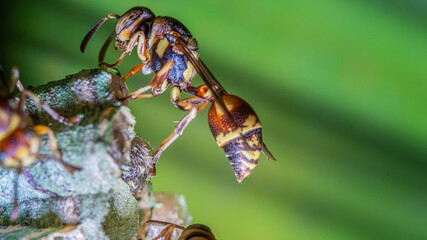 Wasp In Garden