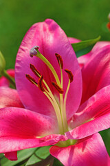 pink lilies in summer light with green background