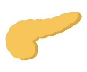 ヒトの膵臓