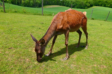 grasender Junghirsch