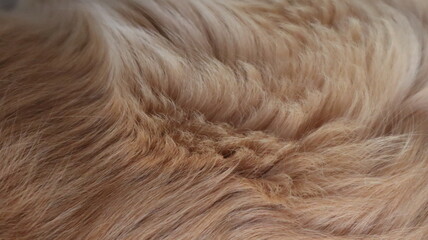 Portrait of a golden retriever dog. Golden Retriever resting at the balcony of a house. Domestic pet looking at the camera.