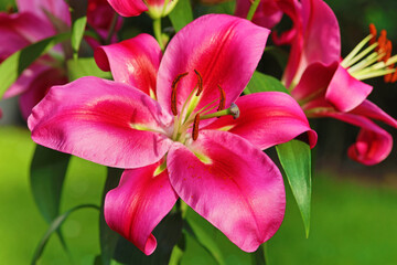 Fototapeta na wymiar pink lilies in summer light with green background