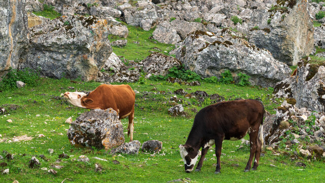 A cow rubs her neck against a stone