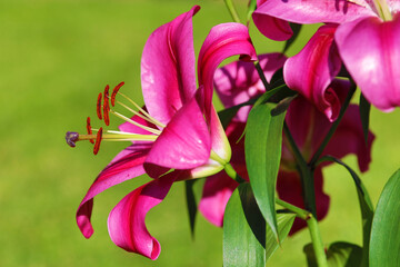 Fototapeta na wymiar pink lilies in summer light with green background