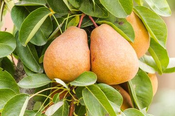 Pear fruits on the tree.