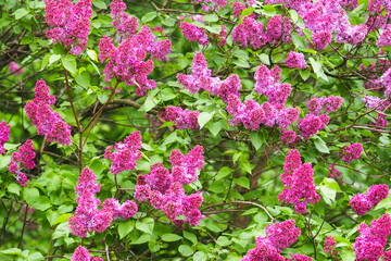 Obraz premium Blooming lilac background, Syringa. Purple blooming lilac with green leaves in spring garden.