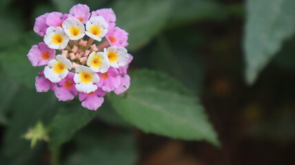 Colorful West Indian Lantana flower at the botanical garden. Lantana Camara bloom in the garden on natural green background in Turkey