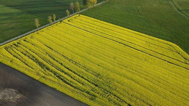 Top view of the rape field in Poland landscape yellow