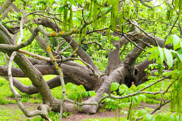 Branchy branches old Juglans mandshurica or Manchurian walnut tree in spring