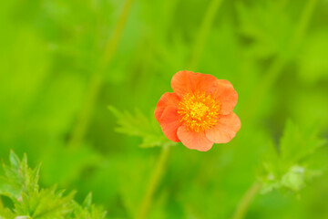 Fototapeta premium Chilean gravilat or Gravilat bright red, Geum coccineum. Orange flower Geum on natural green background, top view