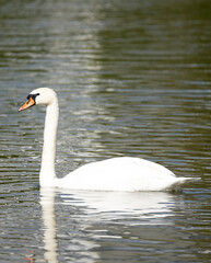 white swan on the lake