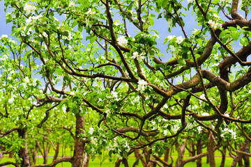 Landscaped blooming apple orchard in spring after rain on dark blue background