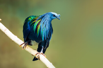 Naklejka premium Nicobar pigeon or Caloenas nicobarica sitting on branch. Beautiful colorful bird, copy space