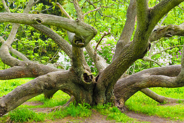 Old Juglans mandshurica or Manchurian walnut tree in spring botanical garden