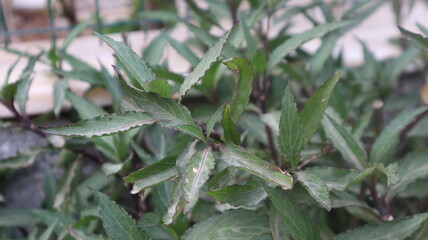 Fresh green leaf close-up at natural background. Close-up view of green leaves