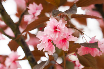 Sakura, pink flowers of decorative cherry Royal Burgundy