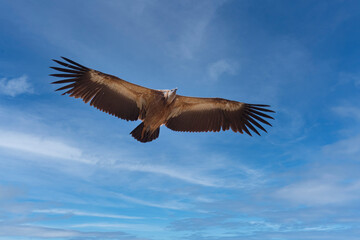 Griffon vulture, Gyps fulvus in Serrania de Ronda, Andalucía, Spain