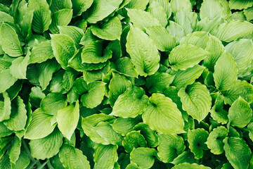 Leaf texture. Green leaves background. Eco wallpaper. Fresh vibrant leafs background. Foliage...