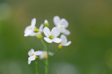 Cardamine pratensis, the cuckoo flower, lady's smock, mayflower, or milkmaids, is a flowering plant in the Brassicaceae family. Wonderful flowers Cuckoo flower (Cardamine pratensis) selective focus.