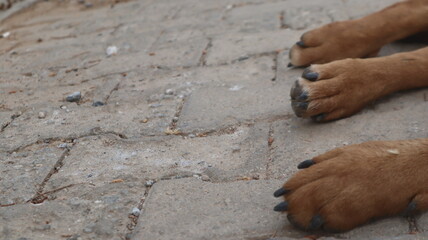 Brown colored street dog posing to the camera. Homeless stray dog is laying down and resting at urban road.