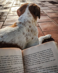dog with book