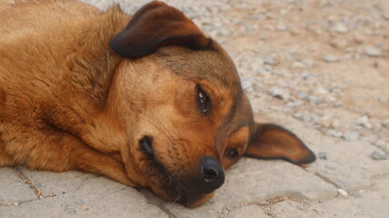 Brown colored street dog posing to the camera. Homeless stray dog is laying down and resting at urban road.
