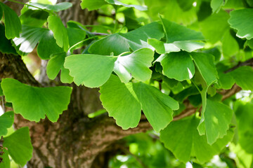 Fototapeta na wymiar Ginkgo biloba green leaves on a tree. Ginkgo Biloba Tree Leaves