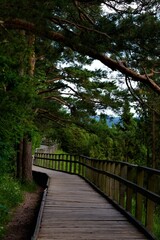 Fototapeta premium path in the forest