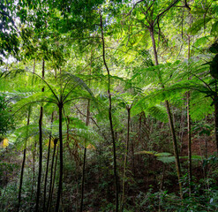 Fototapeta premium Big fern in the tropical forest, Ranong, Thailand.