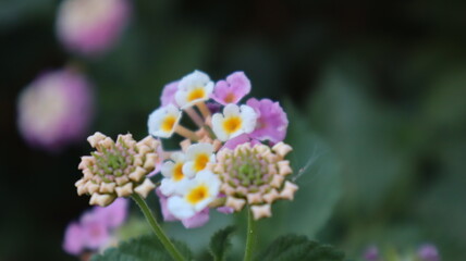 Colorful West Indian Lantana flower at the botanical garden. Lantana Camara bloom in the garden on natural green background in Turkey