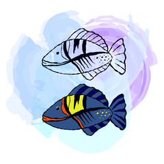 Vector illustranion of fish. Outline and colorfull sea elements are isolated on white. Beautiful underwater flora and fauna. Aquarium, ocean, and undersea water life in hand-drawn or cartoon style.