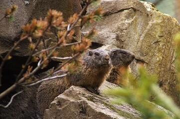 Odpoczywające na skałach świstaki alpejskie (Marmota marmota)