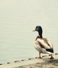 Duck near the water