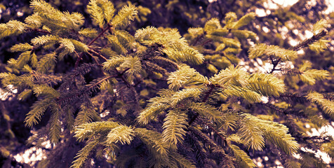 Colorful natural background. Pine forest