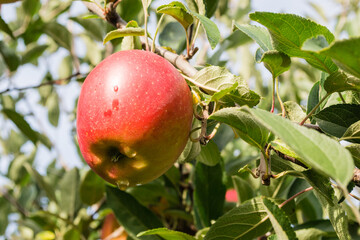 Apple fruits on a tree.