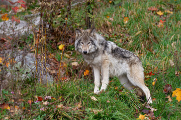 Naklejka na ściany i meble A lone Timber wolf or Grey Wolf Canis lupus standing on a rocky cliff on an autumn rainy day in Canada