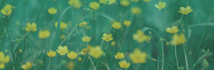 Summer nature background. Small yellow buttercup flowers on a green grass background. Soft focus....