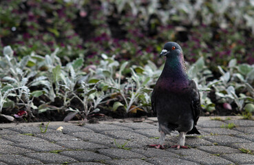 Pigeon in the park