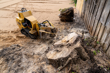 The process of removing a tree stump where the rotating head of the stump cutter grinds a freshly...