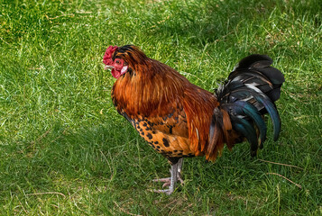Colorful cock on grass field.