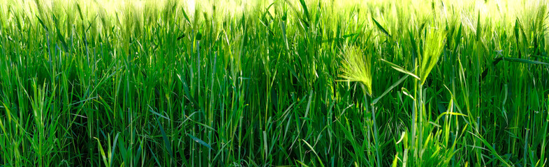 green ripening ears of wheat on the field, concept of future harvest, bread production, agricultural sector of the country's economy, banner