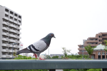 鳩