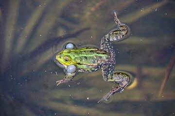 Frog on a small local pond in srping