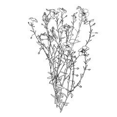 Flax plant and flower drawing set. Isolated wild flower and leaves. Herbal engraved style illustration. Detailed botanical sketch for organic cosmetic, medicine, aromatherapy, beauty store, perfume