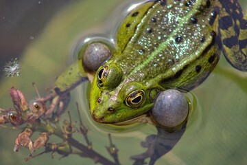 Frog on a small local pond in srping