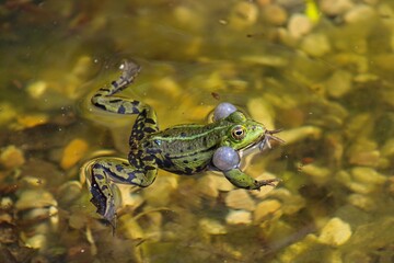 Frog on a small local pond in srping