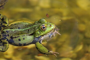 Frog on a small local pond in srping